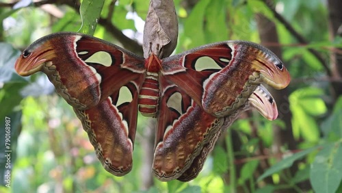 close up of the Attacus atlas butterfly or the Atlas moth, is a large saturniid moth. which is attached to the leaf photo