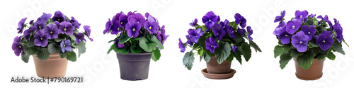 Beautiful violet in full bloom with vibrant purple potted plants isolated on transparent or white background