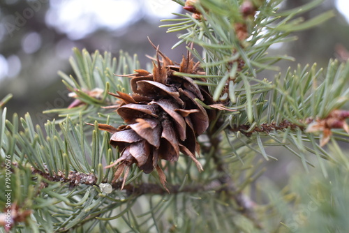 One Pine Cone on Branch of Tree in Forest