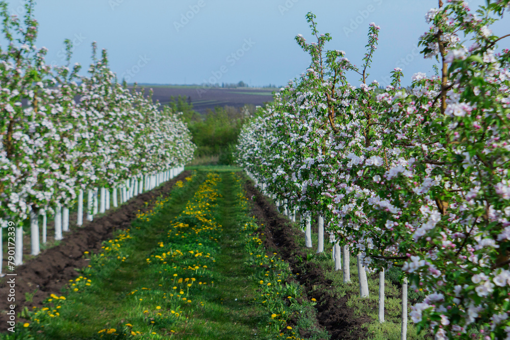 Blooming apple orchard, grass and blooming dandelions in the north of Moldova. Selective focus.