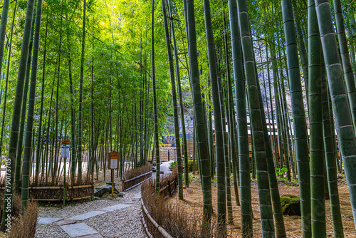 Hokokuji Temple Bamboo Forest, Kamakura, Japan
