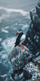 Puffin in Norway
