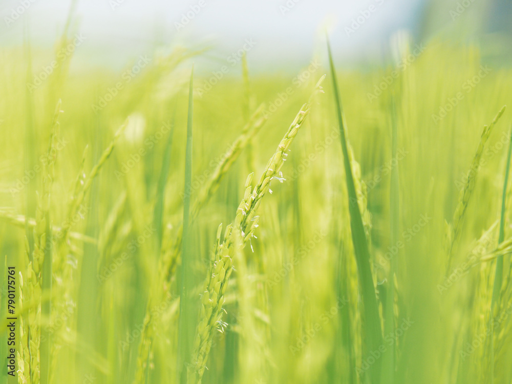 rice farmming green background and seenery young rice flower 