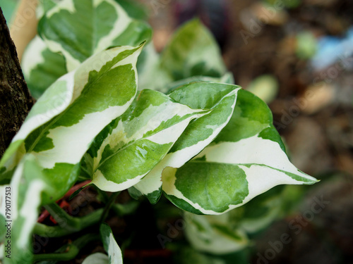 epipremnum pinnatum verigated leafe and home decorate plants photo