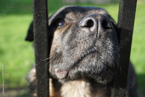 Majorero Canario, spanischer Wachhund mit dunklem schwarzen Fell, steckt seine Schnauze neugierig durch einen Gartenzaun photo
