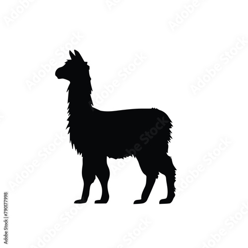 silhouette of a alpaca
