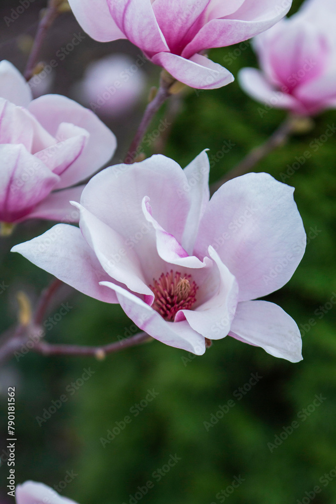 Tender magnolia flowers in a city park, spring Moldova. Selective focus.