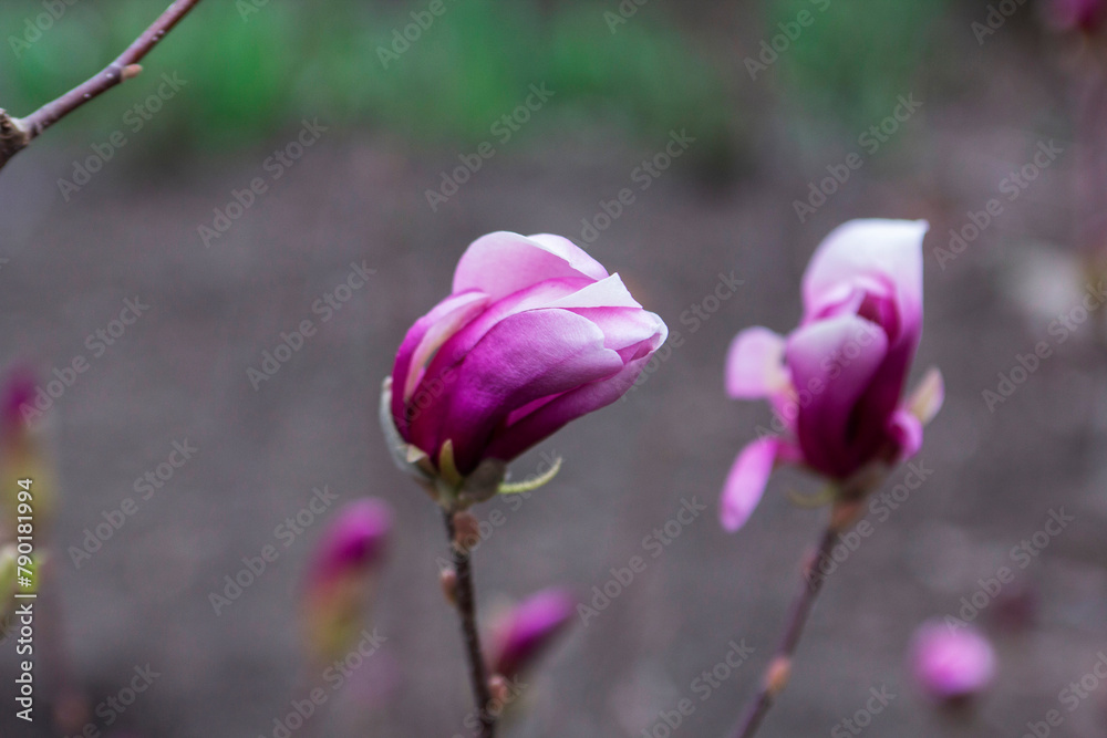 Tender magnolia flowers in a city park, spring Moldova. Selective focus.