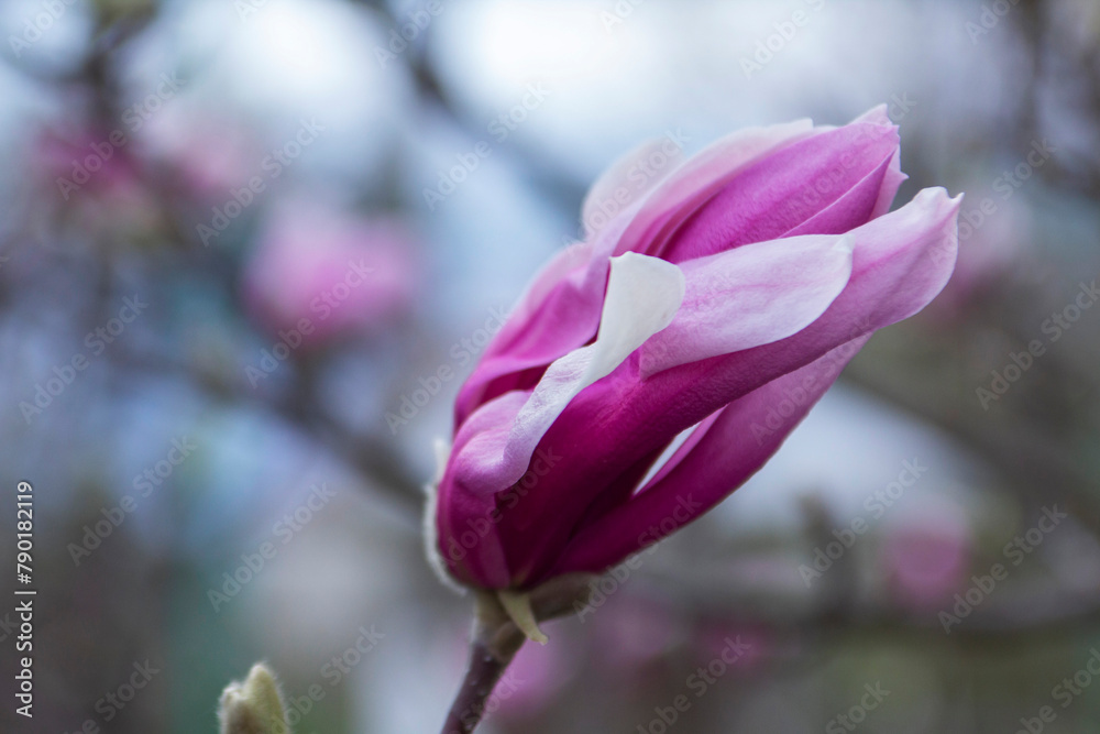 Tender magnolia flowers in a city park, spring Moldova. Selective focus.