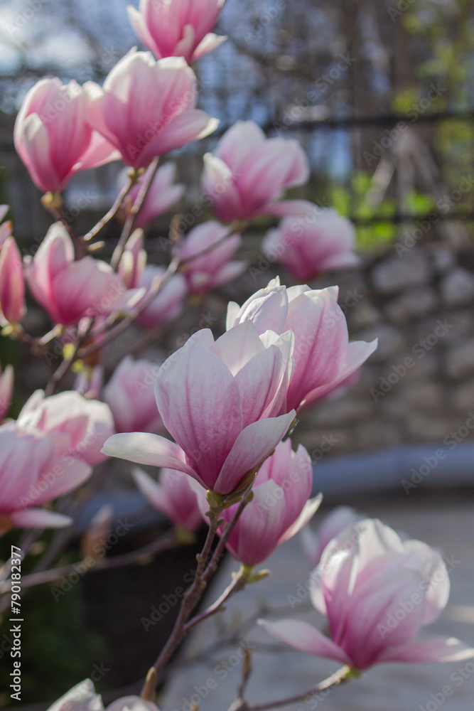 Tender magnolia flowers in a city park, spring Moldova. Selective focus.