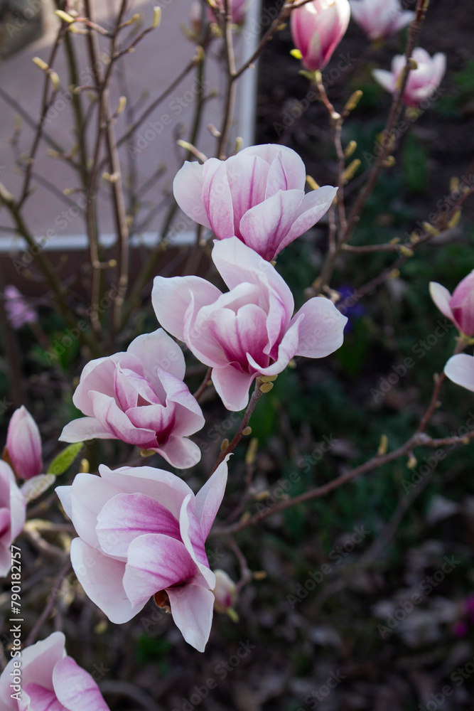 Tender magnolia flowers in a city park, spring Moldova. Selective focus.