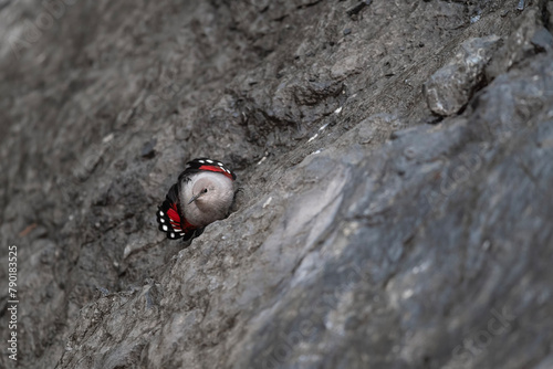 A mythical bird, the wallcreeper hunts insects in the mountains (Tichodroma muraria)
