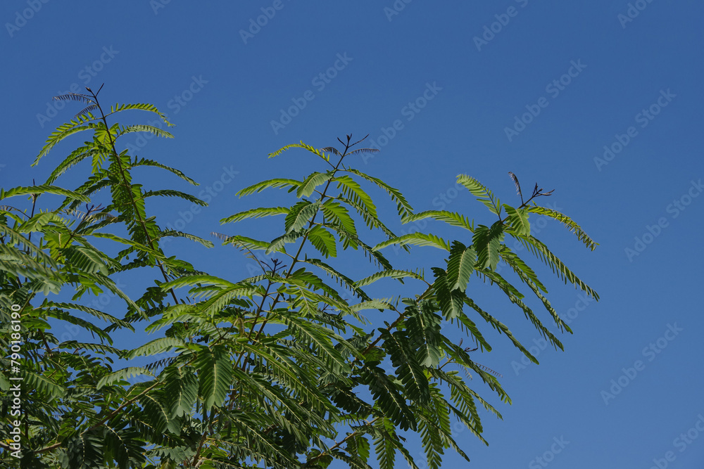Caesalpinia pulcherrima, red bird of paradise, pride of Barbados tree and blue sky