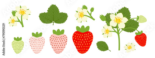 Set of blooming ripening strawberries with green and red berries and flowers. Vector illustration
