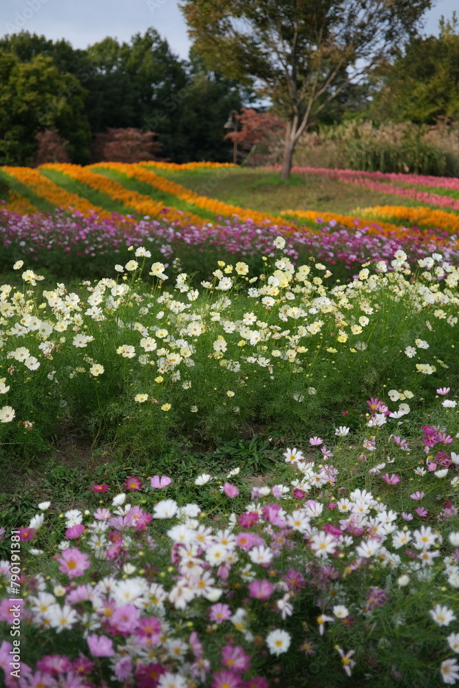 秋のお花畑