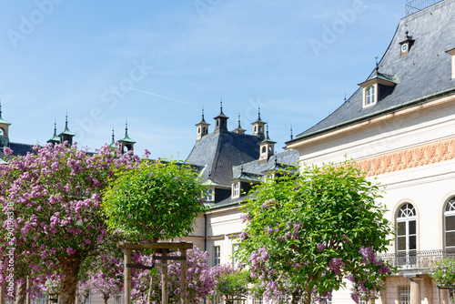 Fliederhof von Schloss Pillnitz im Frühling photo