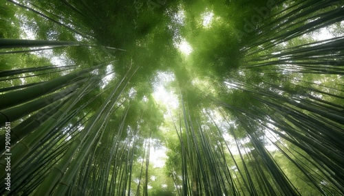 A dense thicket of bamboo towering overhead upscaled 4