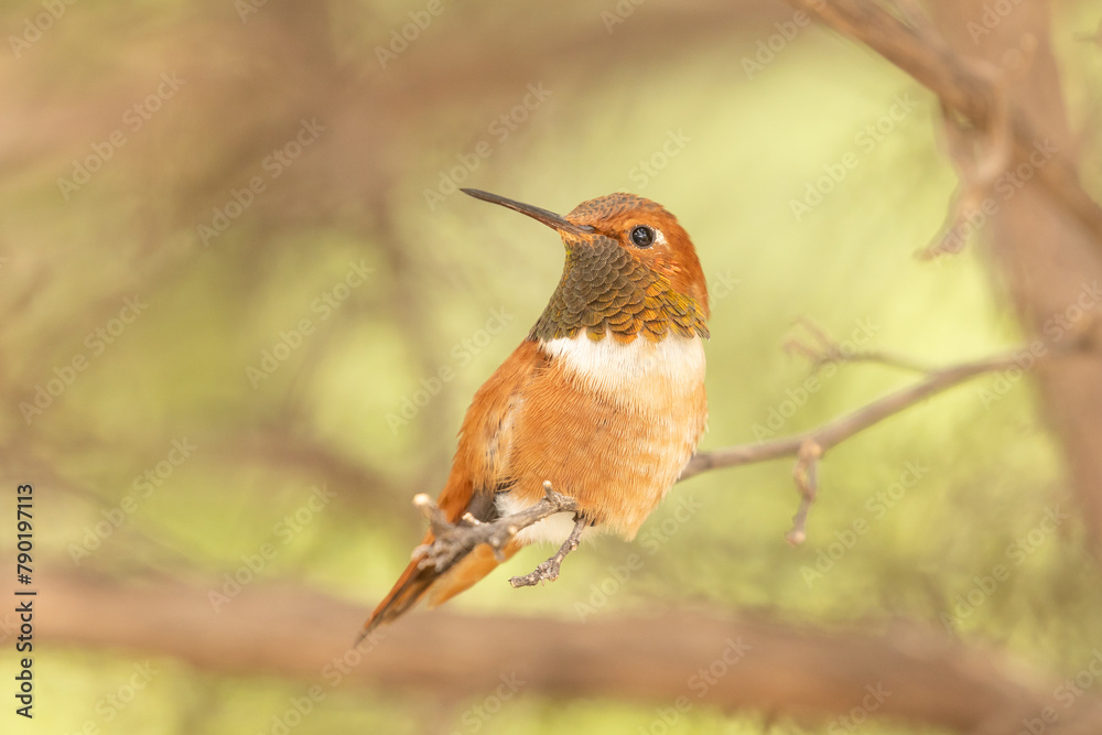 Fototapeta premium A brilliant coppery iridescent Rufous Hummingbird perches on the branch of a tree with other out of focus branches framing him against a green background at the Arizona Sonoran Desert Museum. 
