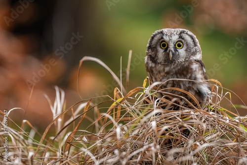 The boreal owl sitting on a little stump between drying grass in autumn forest photo