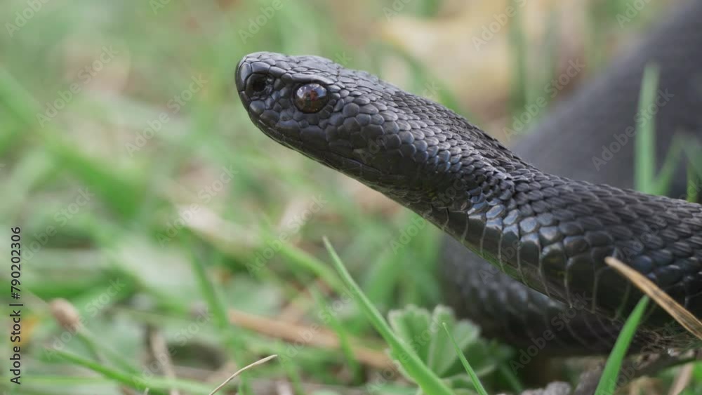 Black adder (Vipera berus nikolskii) head detail, lurking for prey in the grass Black adder (Vipera berus nikolskii) head detail, lurking for prey in the grass