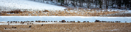 Large flock of eastern wild turkeys (Meleagris gallopavo) during the mating season on farmland