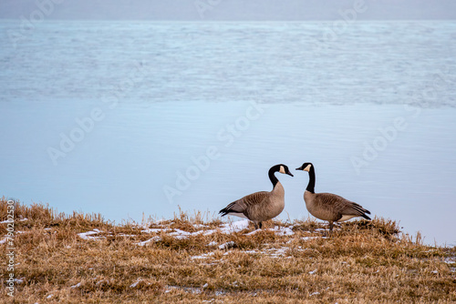 Wild Canada geese (Branta canadensis) getting ready for the mating season in Wisconsin