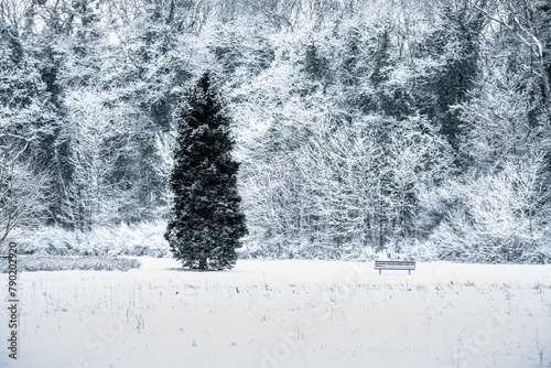 zimowy krajobraz w parku z drzewami ze szronem i ławką