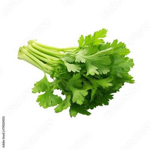 Bunch of fresh celery leaves on an isolated background