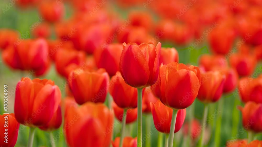 Beautiful tulips are blooming on the lawn of the park Beautiful tulips are blooming on the lawn of the park