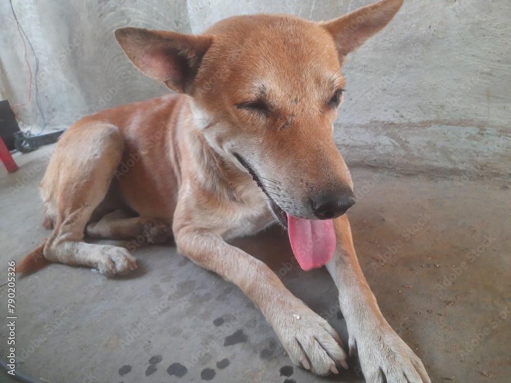 Charming close-up of a happy dog with a playful expression, capturing its expressive eyes and glossy coat in a natural setting. Charming close-up of a happy dog with a playful expression, capturing its expressive eyes and glossy coat in a natural setting.