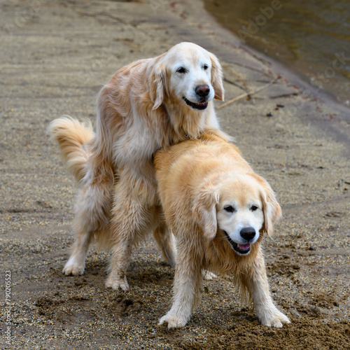 Two Golden Retriever friends humping playfully