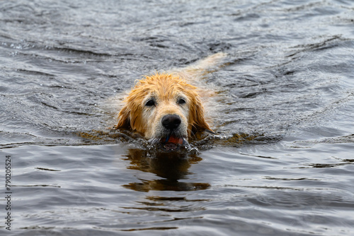 Golden Retriever swimming with a ball in his mouth