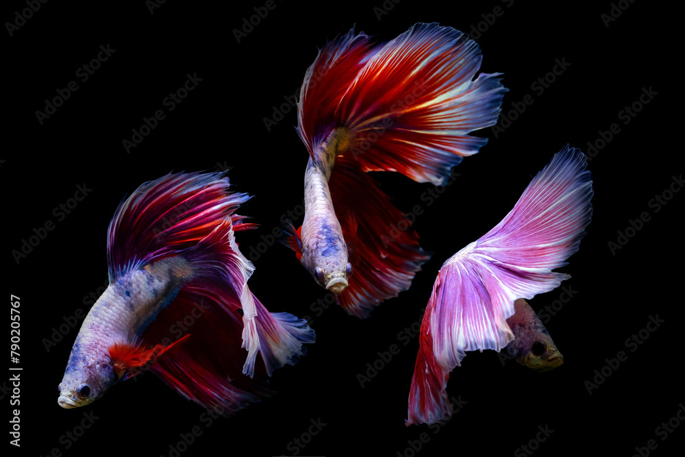 Obraz premium A betta fish with great details and colors. Black background.