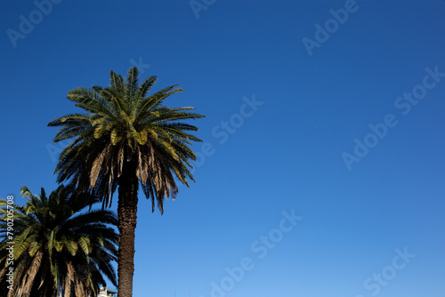 two beautiful green palm trees on the background of the sky
