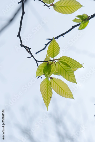 elm sprout leaves on a branch. fresh sprouts from early spring