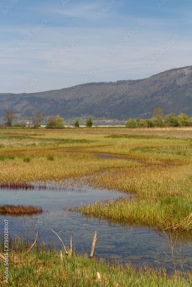 A tall grass growing in the swamp.