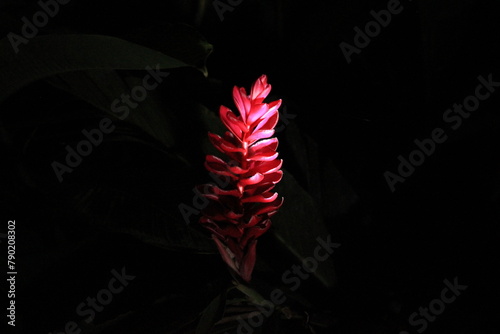Wild Fruits from Costa Rica. This is a collection of exclusive plants from the South Pacific of Costa Rica, the Osa Peninsula. 

Alpinia Purpurata photo