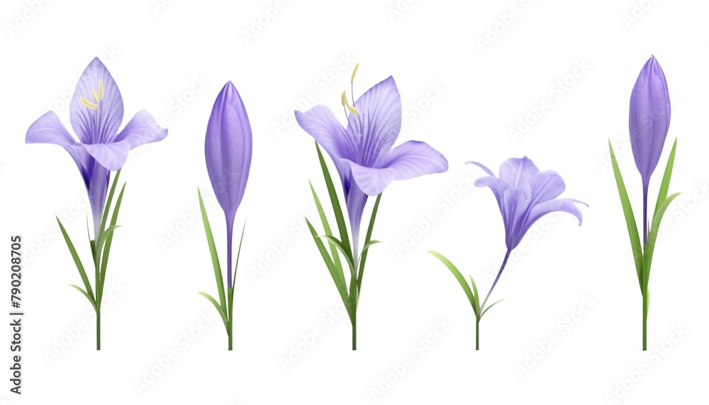 set of spring purple flowers isolated on transparent background cutout