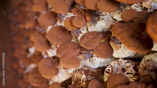 Reishi mushroom cultivation factory. Reishi mushrooms are producing spores.