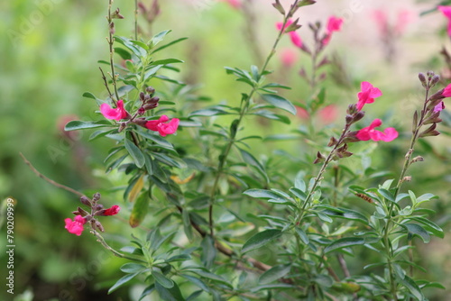 Salvia greggii blooms in alternating beds of blues and yellow plants along a side walk along Elm Street in Deep Ellum.