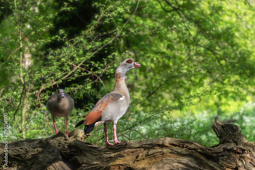 An adult male Nile or Egyptian goose (Alopochen aegyptiaca) with female in the background standing on the trunk of a fallen tree in the forest