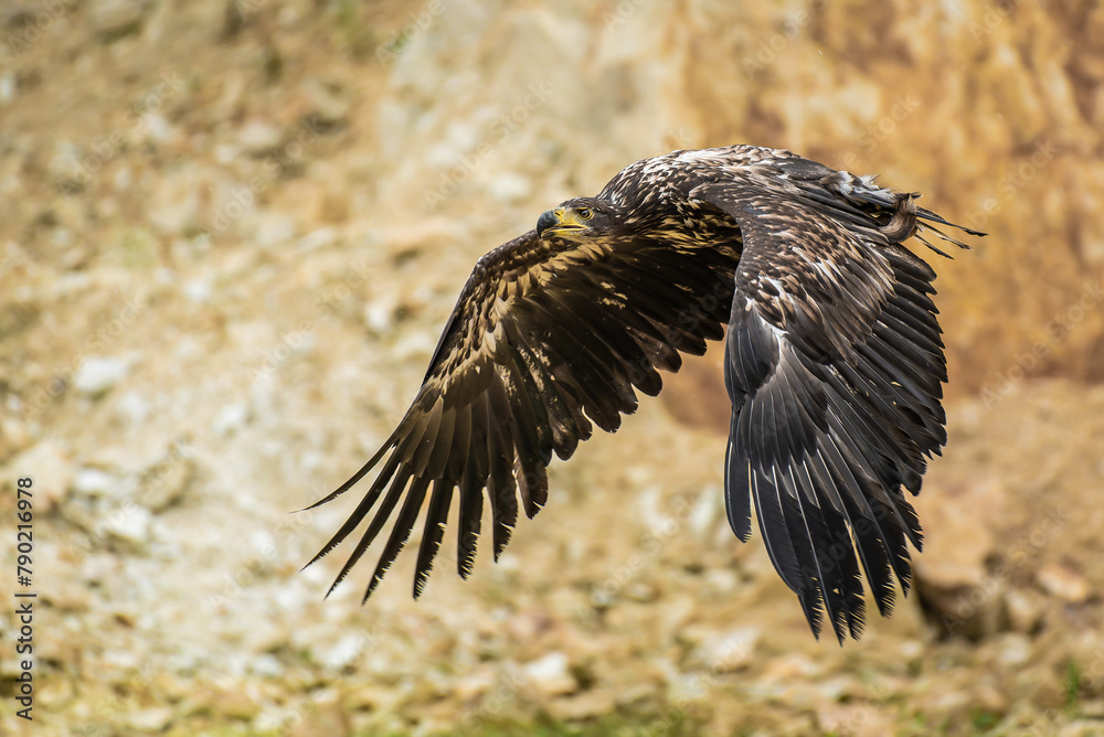 Fototapeta premium The young white-tailed eagle's flight before the rock wall