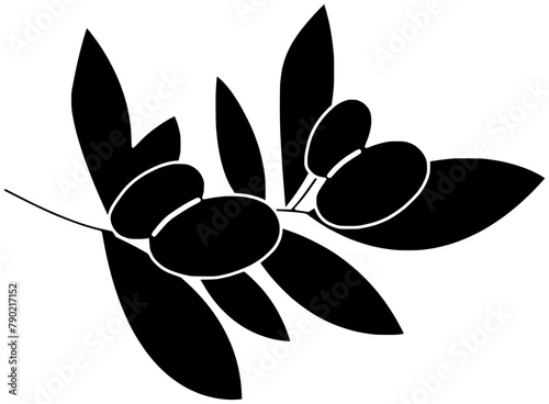 nut illustration seed silhouette argan logo texture icon plant outline organic oil tree nature natural massage black leaf dry shape beauty branch cosmetic for vector graphic background
