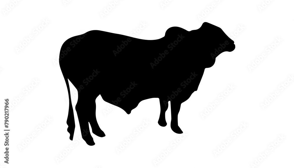 Qurbani cow and cattle silhouette vector illustration on white background. Black eid ul adha cow zebu silhouette. Qurbani cow and cattle silhouette vector illustration on white background. Black eid ul adha cow zebu silhouette.