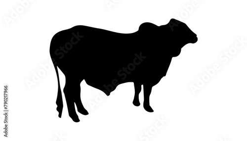 Qurbani cow and cattle silhouette vector illustration on white background. Black eid ul adha cow zebu silhouette. photo