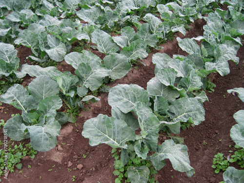 Broccoli field after a drizzling rain