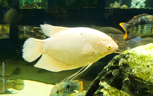 Close-up of a giant albino gourami swimming underwater. Side view of a white Osphronemus. Aquarium, pet care. photo