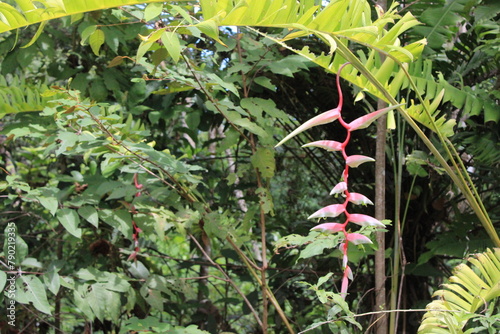 Wild Fruits from Costa Rica. This is a collection of exclusive plants from the South Pacific of Costa Rica, the Osa Peninsula. 

Heliconia Chartacea photo