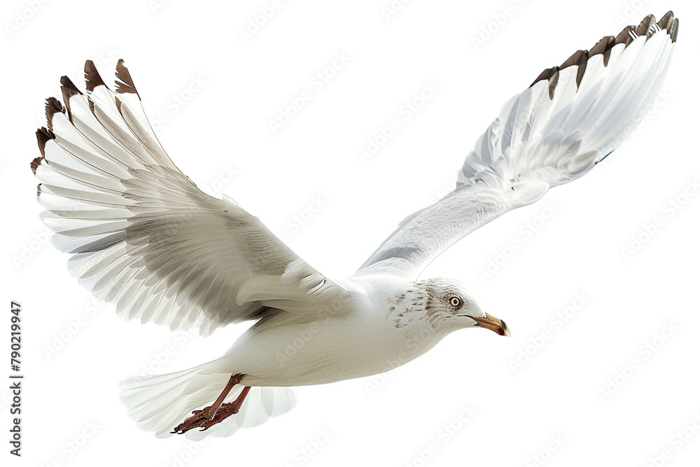 A bird flying in the sky, isolated on transparent background, png file