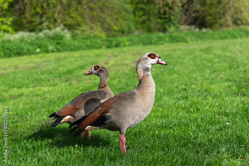 A pair of Nile or Egyptian geese (Alopochen aegyptiaca) on a spring morning in a freshly mown field. The male's neck feathers rise when he sees danger.